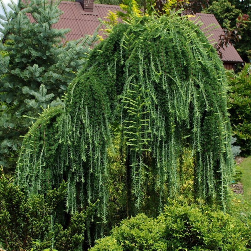 Пендула европейская