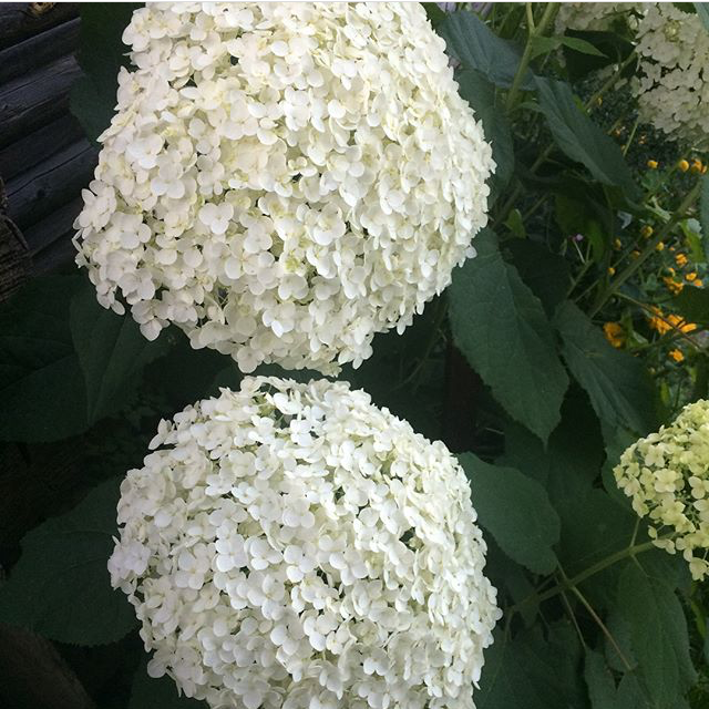 Аннабель на даче