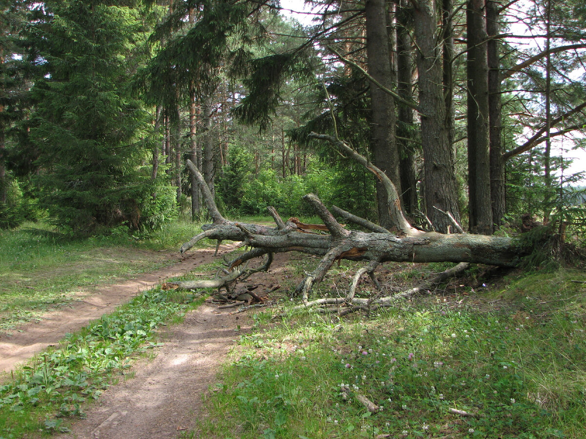 деревня 2009г. 