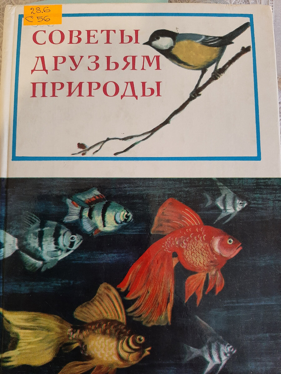 Как кормить птиц зимой, что почитать. Фото автора