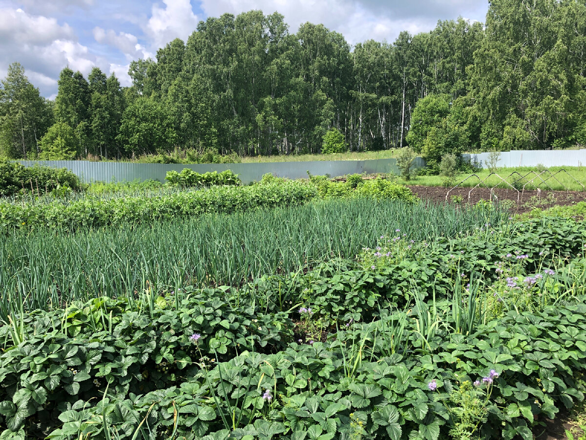 Поспевает клубника и горох. Фото автора