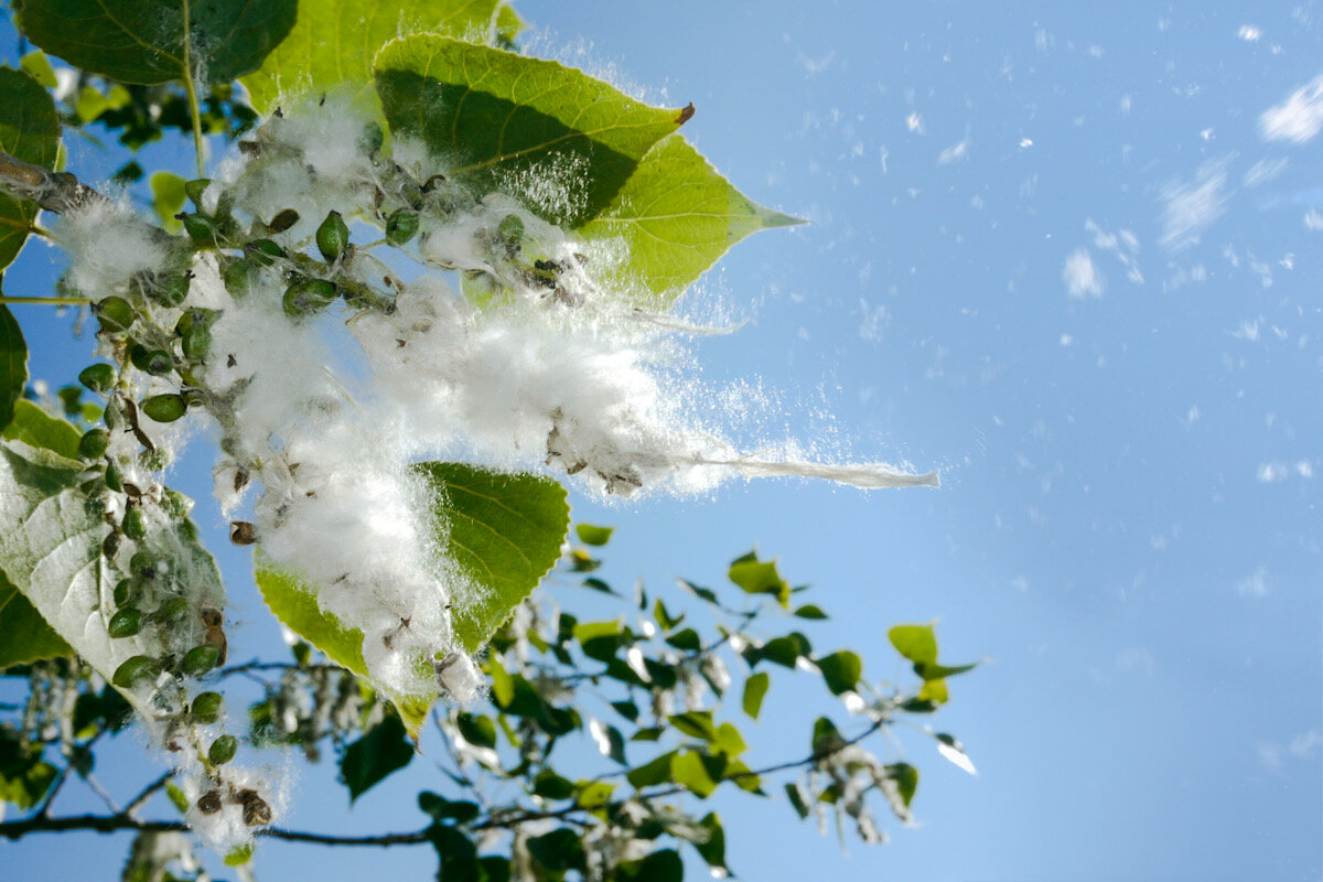 с сайта "экология россии"