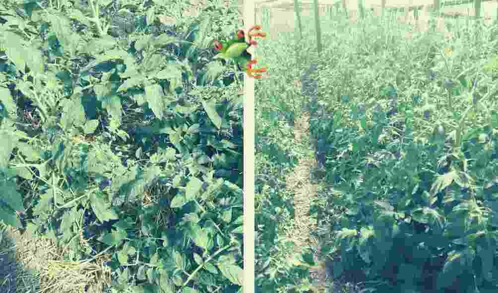 Томаты после подкормки 