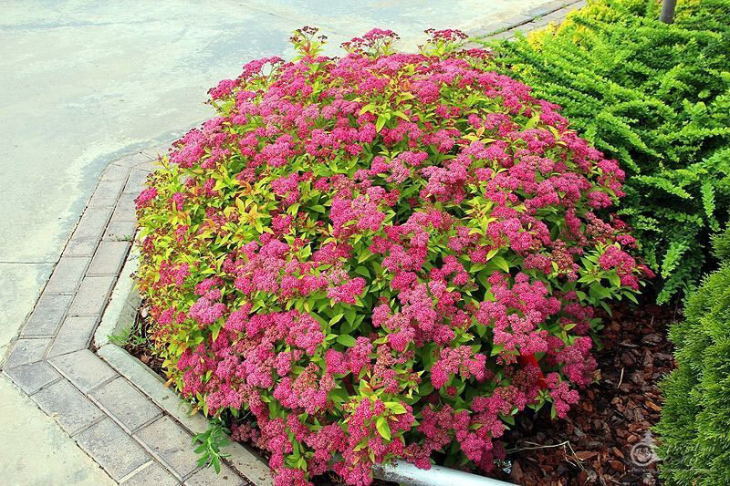 Спирея японская в ландшафтном дизайне