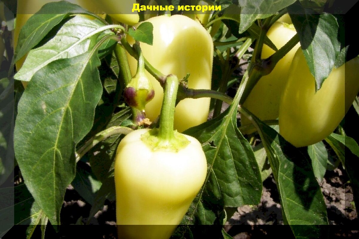 https://vk.com/photo-159774511_457248095