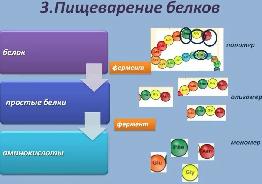 Почему пищевые белки жиры и углеводы распадаются на более простые соединения составьте схему кратко