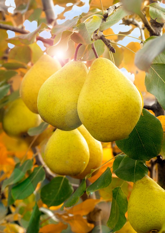 Лимонка — вкуснейший сорт груши народной селекции. Созревает летом
