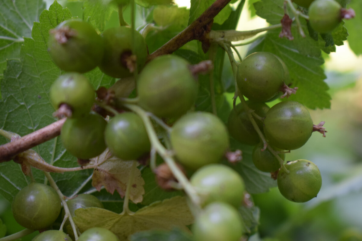 смородина(фото автора)