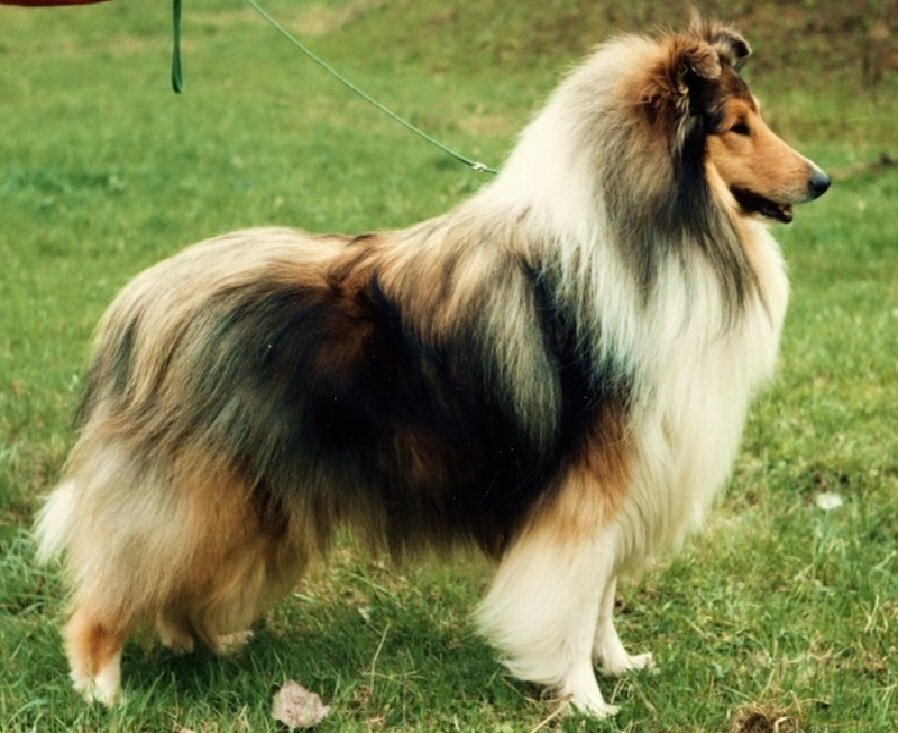 Длинношерстная колли
