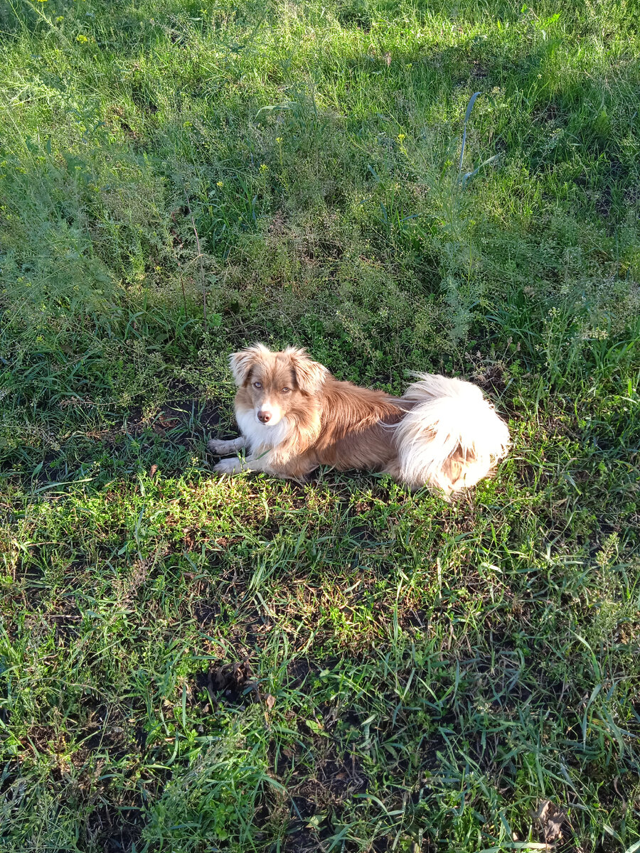 Собака Дружок осталась от прежней хозяйки. В разведку с ним не пойду. Предатель редкостный)