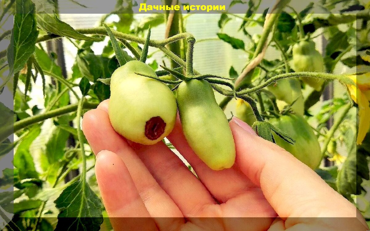 https://vk.com/photo-159774511_457248156