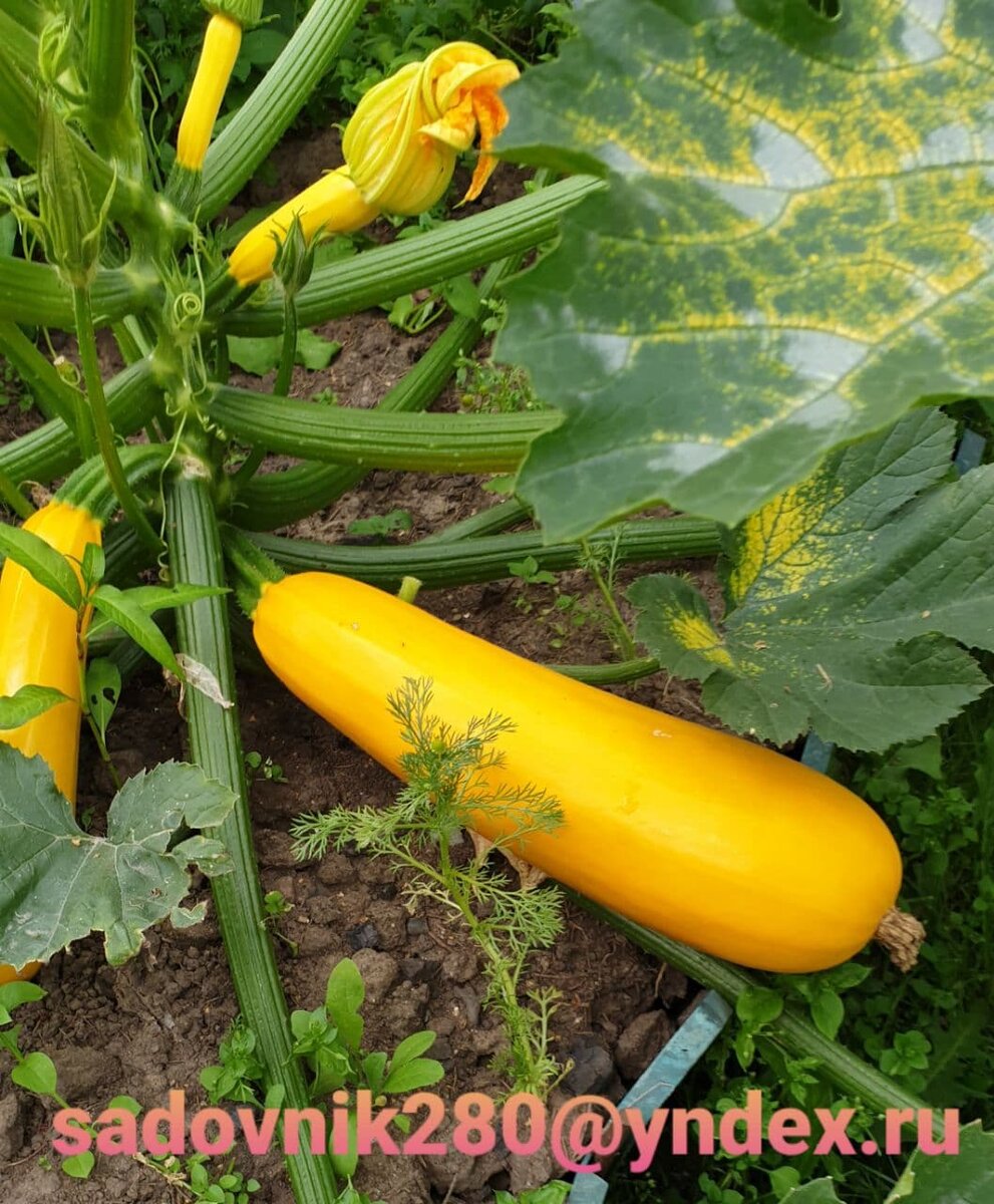 Фото автора Алесад.