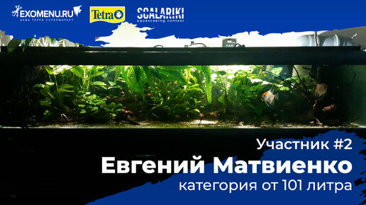 Подводный сад 600 л. Участник №2 в категории от 101 литра. #Scalariki​ Aquascaping Contest 2021