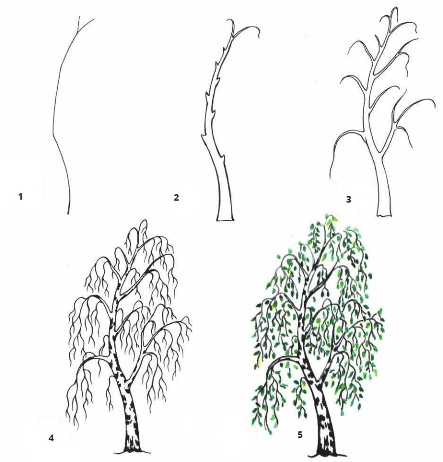 Формы деревьев и кустарников. Пиктограммы крон деревьев и кустарников. Этапы рисования дерева. Лиственные деревья картинки. Последовательное рисование дерева.