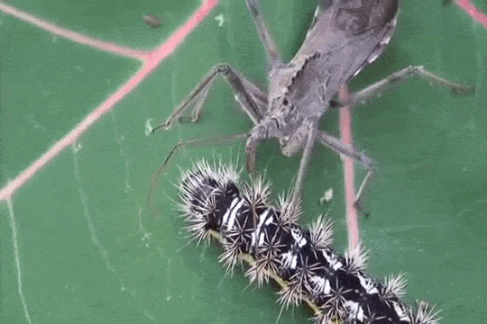 Голову с плеч! 