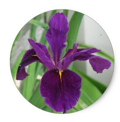 Цветок ирис