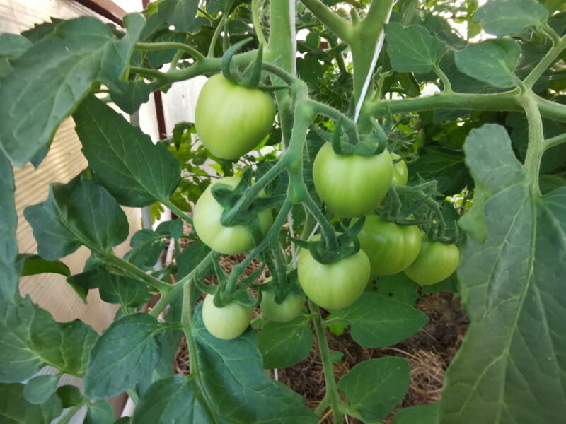 Томаты. (Фото используется по стандартной лицензии ©ogorodnye-shpargalki.ru)