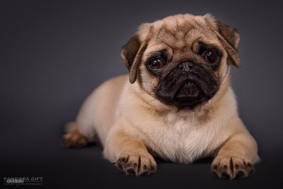 фото взято из интернета из свободного доступа без нарушения авторских прав, с обязательной ссылкой на сайт правообладателя.