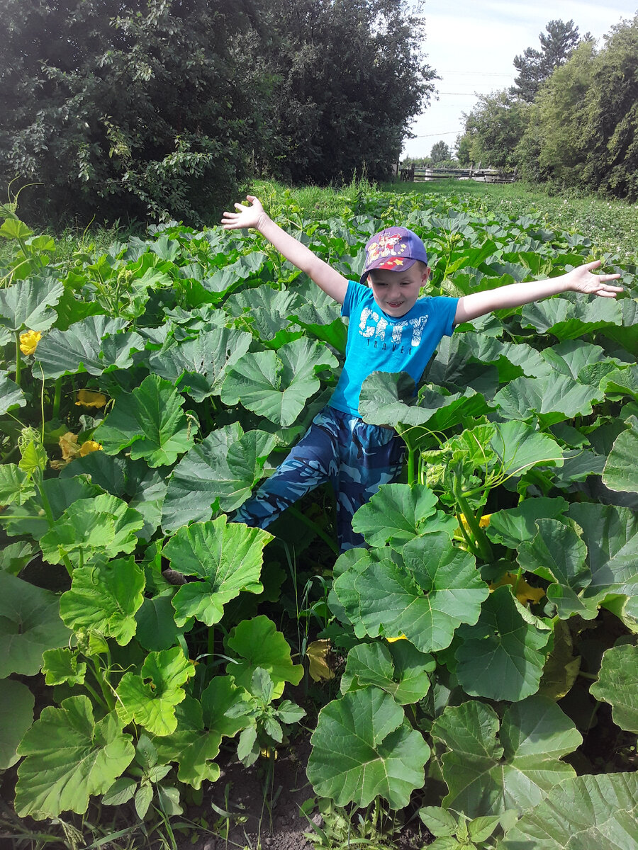 Вот такие тыквы в этом году и мой сынок в центре. Фото автора.