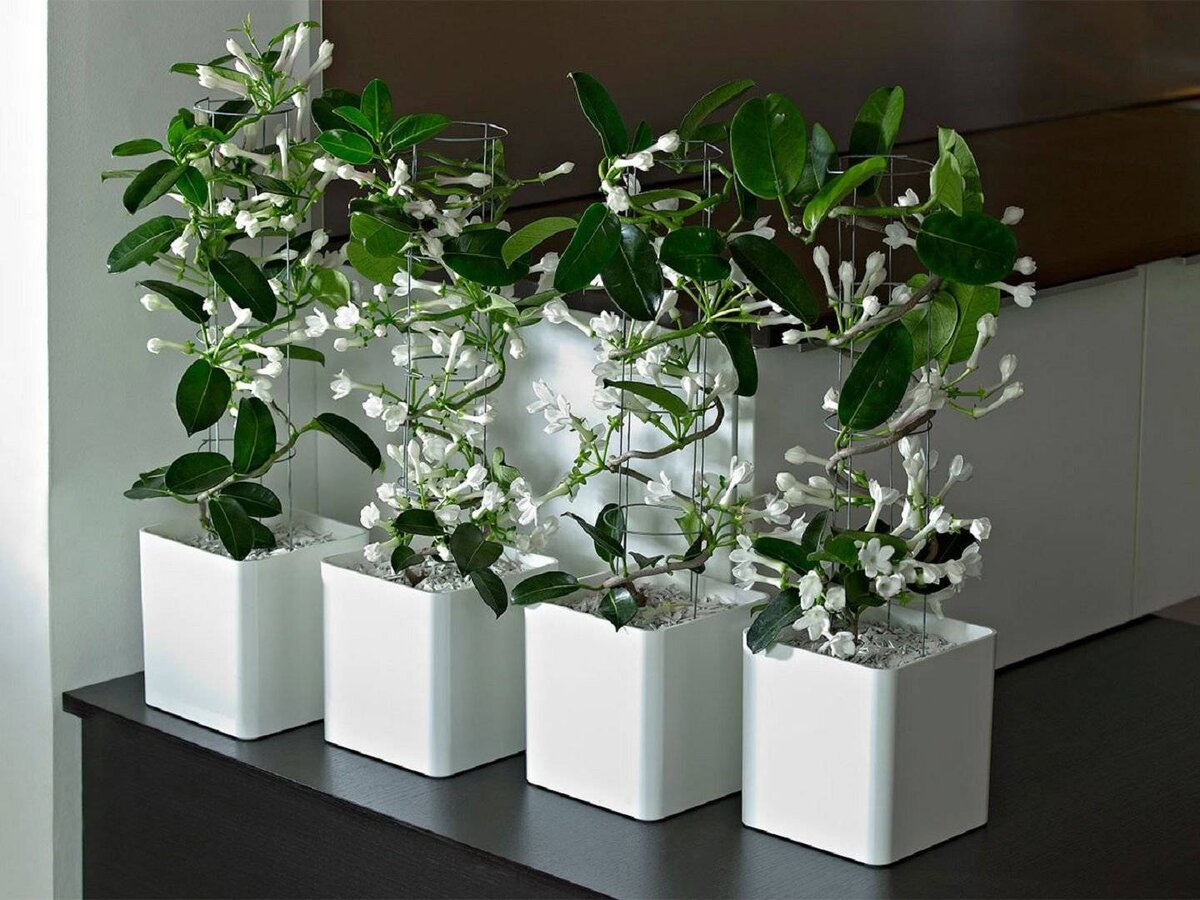 Стефанотис обильноцветущий Stephanotis floribunda 45/12 — цена в LETTO