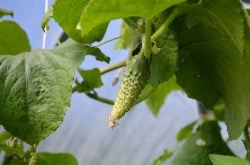 Огурец становится светло-желтым и  не правильно развивается.
