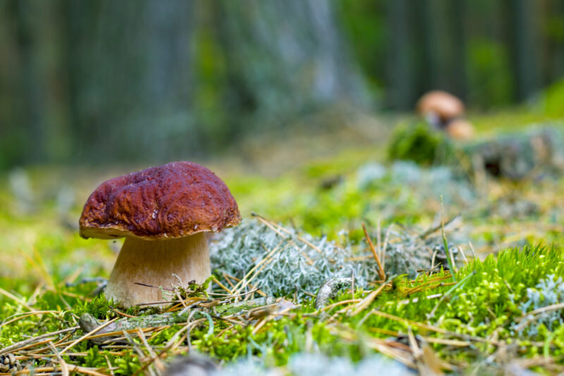 Белый гриб. Иллюстрация для статьи используется по стандартной лицензии ©dachnyedela.ru