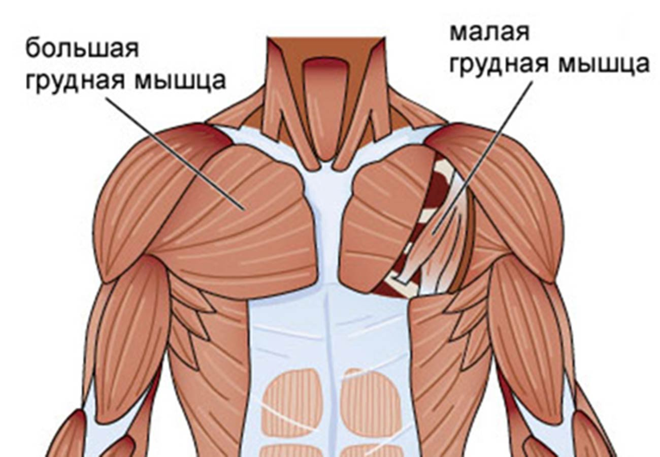 огромные мышцы груди фото 56