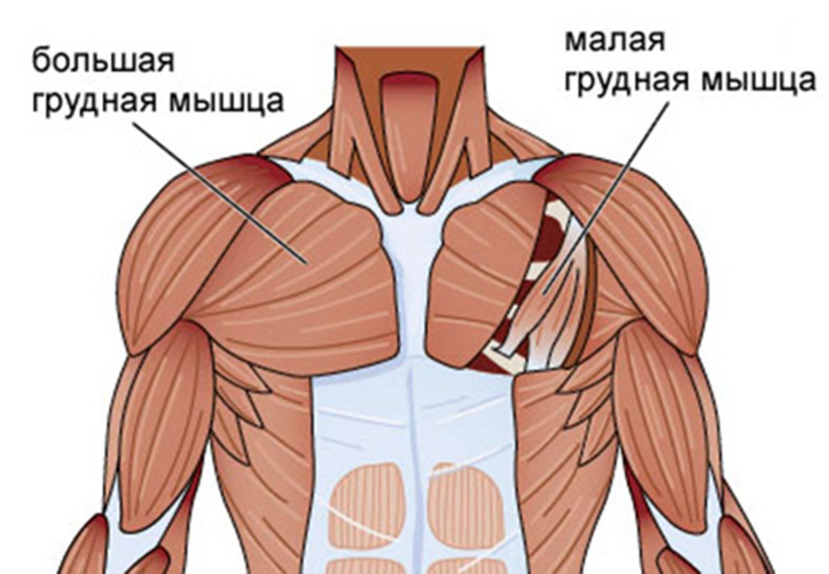 Мышцы груди анатомия латынь