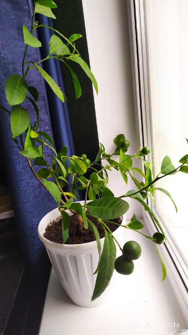 Фото Мальневой Александры ее каламондин с зелеными плодами 31 июля 2021 года