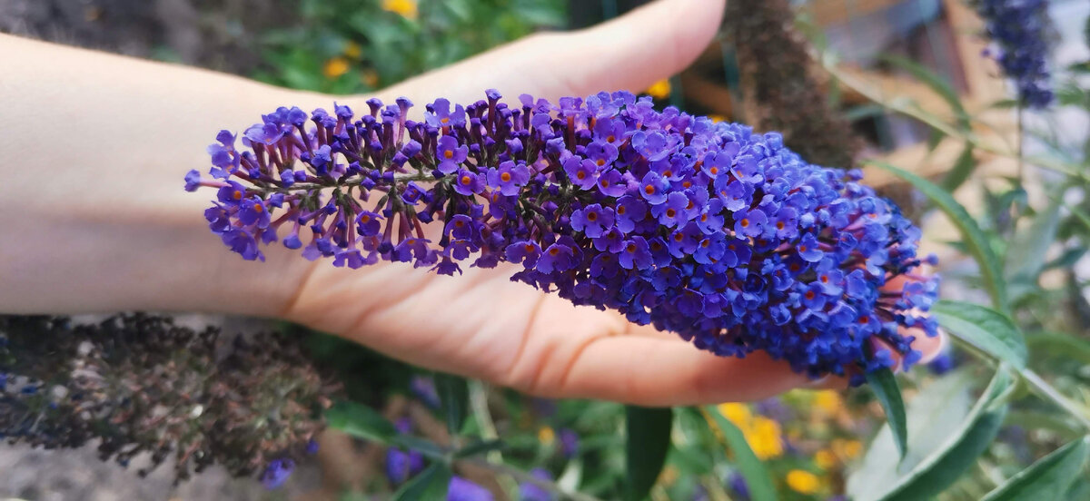 Вот так чудо природы!