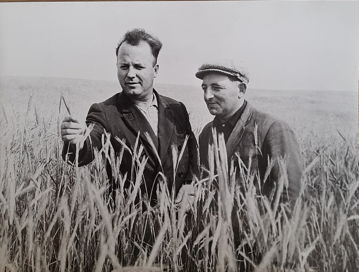 (слева) Председатель ордена Ленина колхоза "Новая жизнь"(с 1950 по 1982 год). Семенов И.М.- Герой Социалистического Труда, делегат шести партийных съездов,  депутат Верховного Совета СССР пяти созывов, кандидат экономических наук. Являлся заместителем председателя Совета колхозов СССР. Справа  Бочаров Н.Н.-бригадир.





