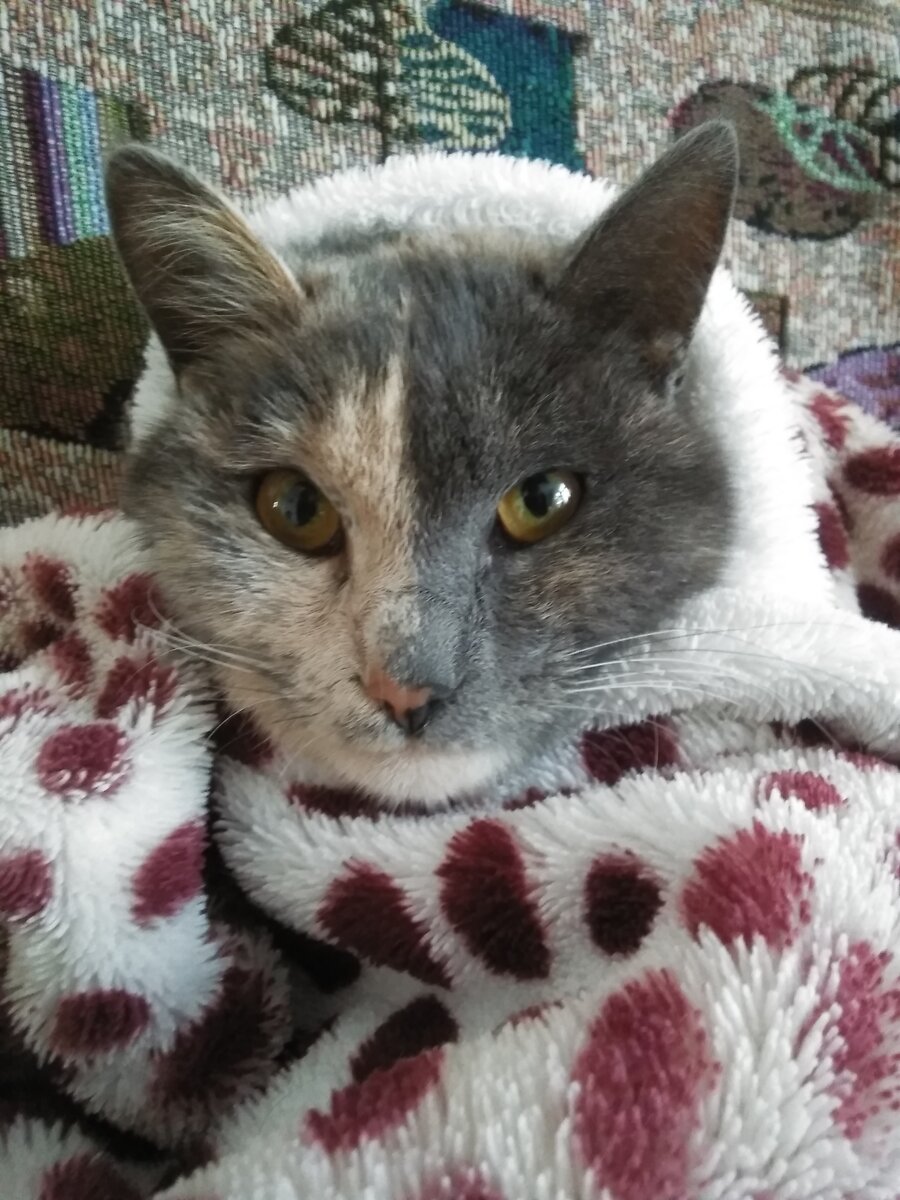                          Драдути!😺😻