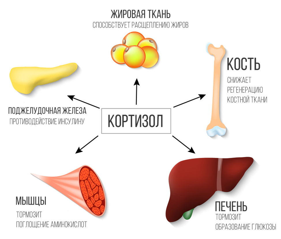 Кортизол: что это такое и каково значение гормона в организме человека?