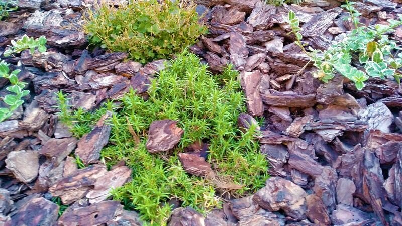  Для мульчирования лучше использовать кору крупной фракции. Фото автора.