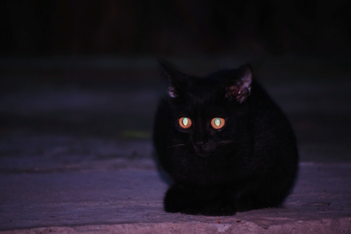 Хочу светящиеся глаза. Глаза кошки в темноте. Кошка в темноте. Кошачьи глаза в темноте. Глаза кошки ночью.