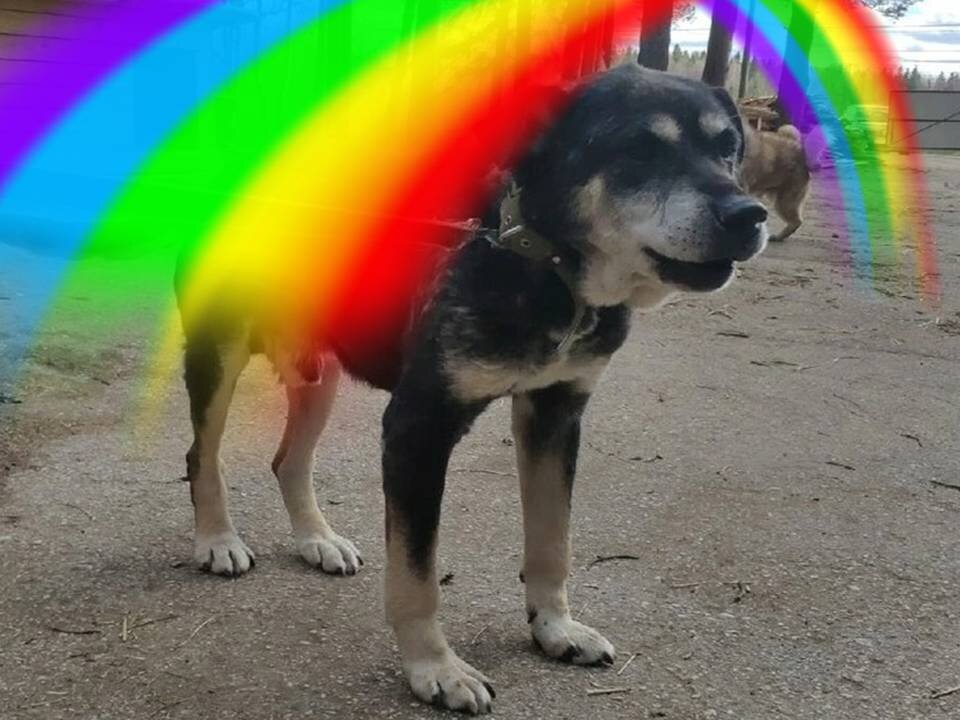 Мухтар ушёл на Радугу 14 декабря 2021 года