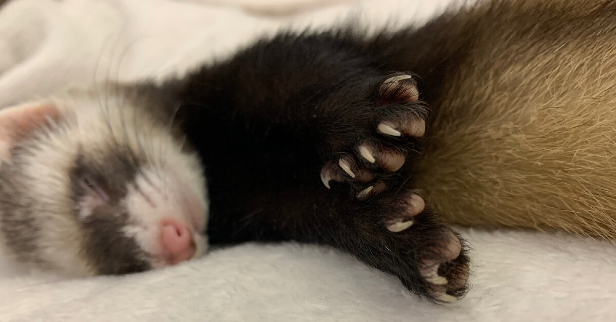 Любимые лапки 🐾