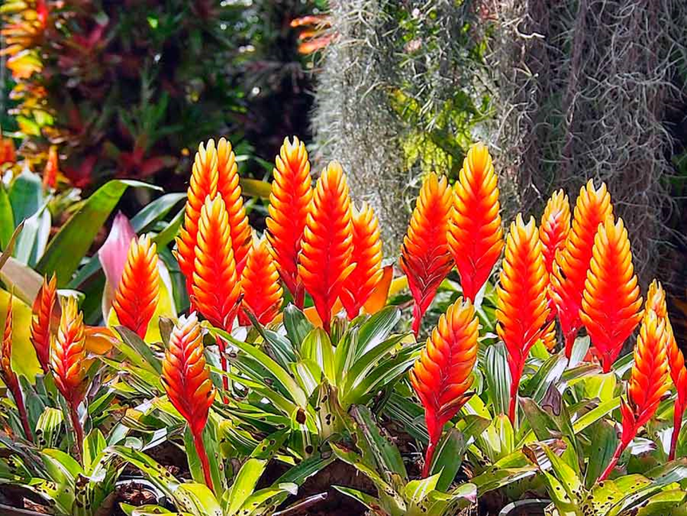 вриезия цветущая. вриезия кристиан вариегата. вриезия спленденс. вриезия спленриет цветок. вриезия килеватая (vriesea carinata).