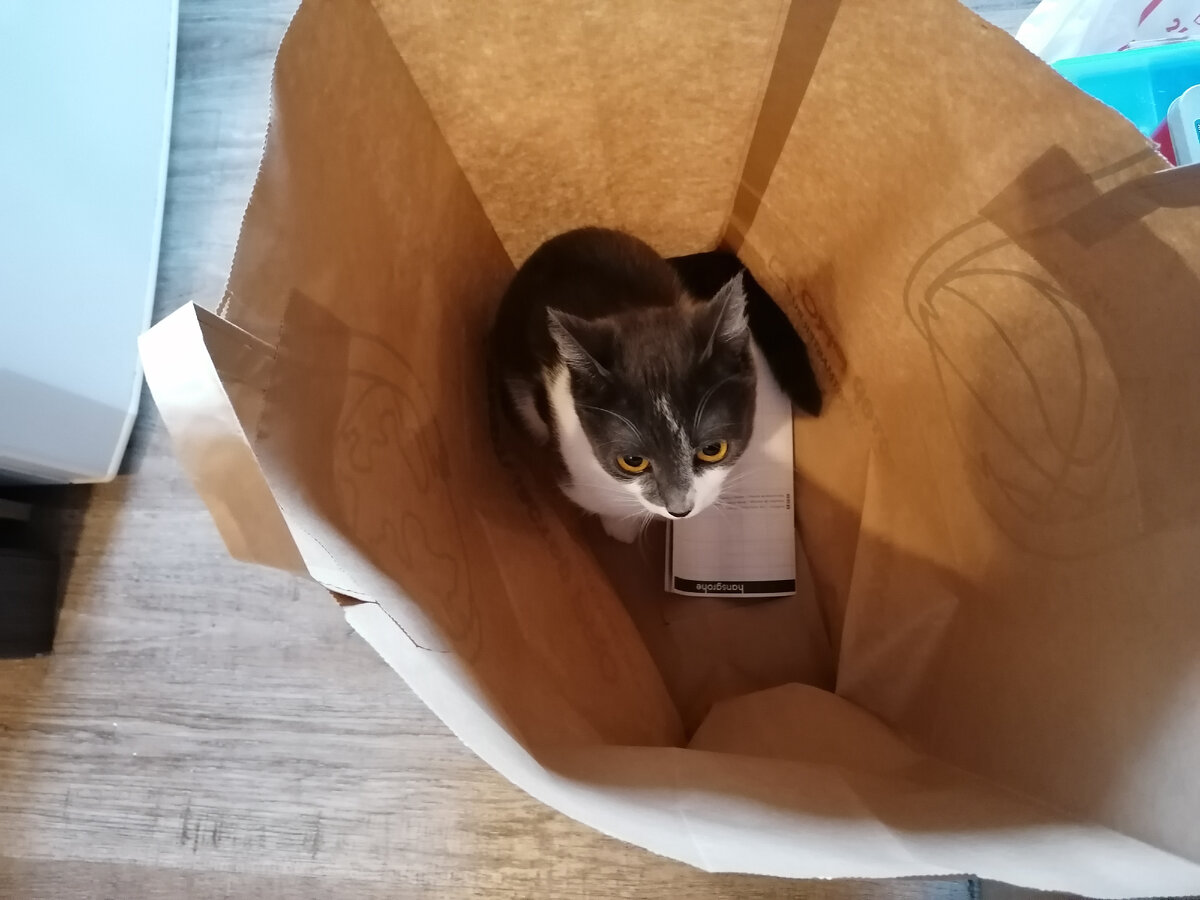 Шуня и её любимый пакет