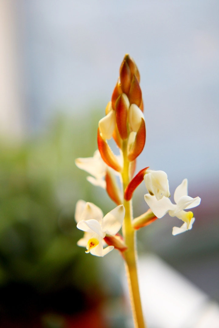 Цветение колоском. У некоторых видов цветы ароматные. Лудизия. Фото и коллекция автора masteritayaplants