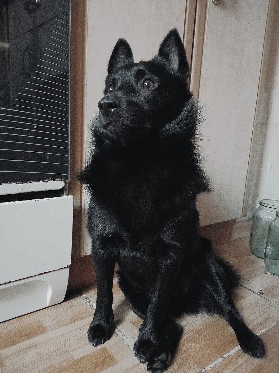 дед Люсьен восседает на булочках