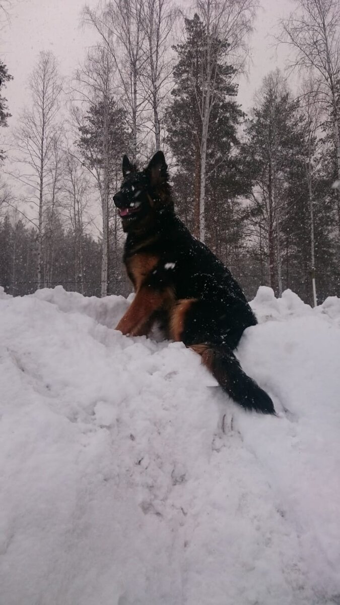 Папа Зевс 