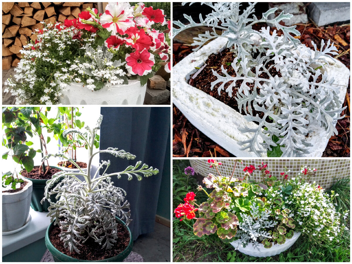 Цинерария, сезон 2021