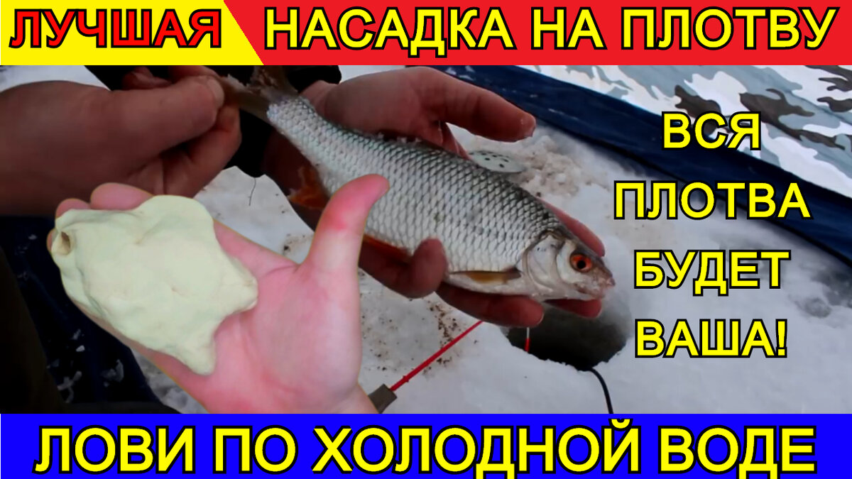Плотва зимой на поплавок. Тесто для плотвы зимой. Тесто для плотвы зимой. Тесто для плотвы зимой. Мормышка личинка головастика.
