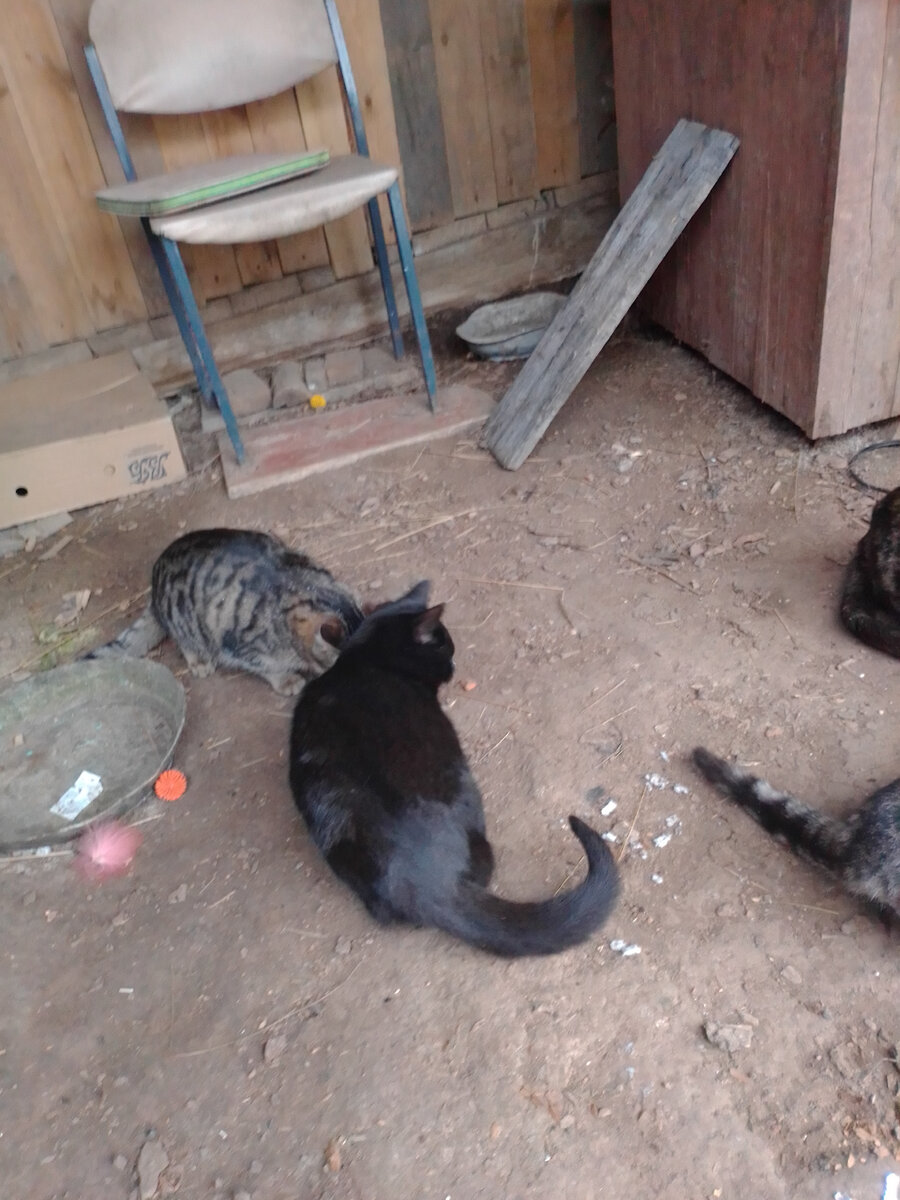 Кося с Джоником пьют молоко.