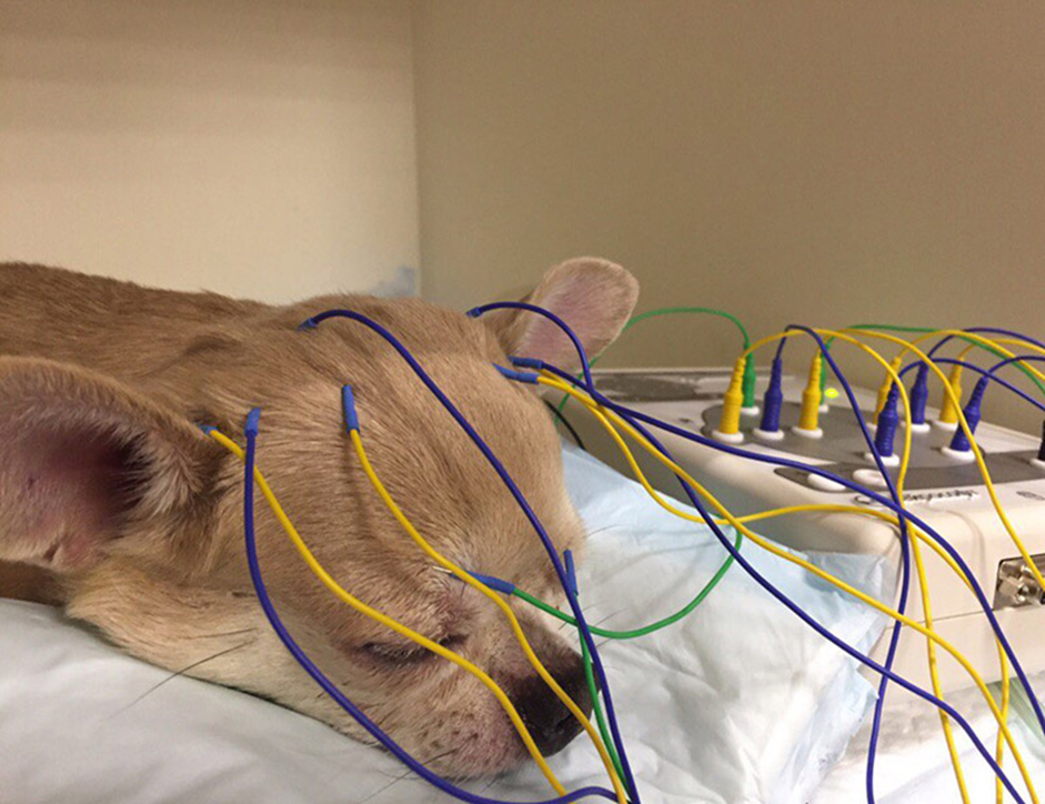 Собака после эпилепсии. Электроэнцефалография собаки. ЭЭГ головного мозга животных. Электрокардиография животных.