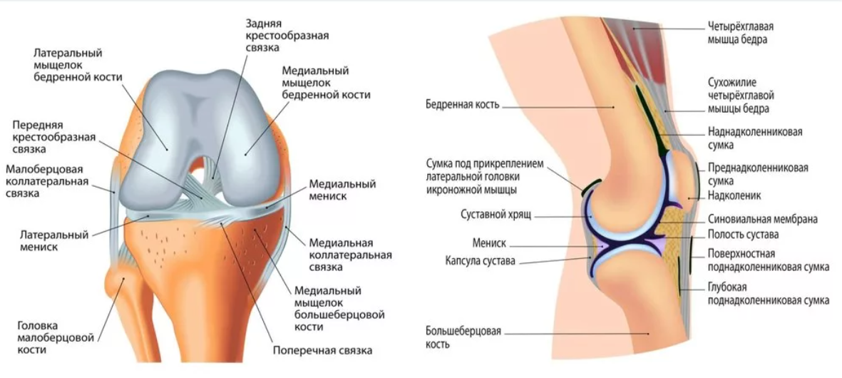 Хондромаляция медиальных мыщелков бедренной кости. Наружная боковая связка коленного сустава анатомия. Связочный аппарат коленного сустава анатомия. Строение левого коленного сустава связки мышцы. Схема коленного сустава сбоку.