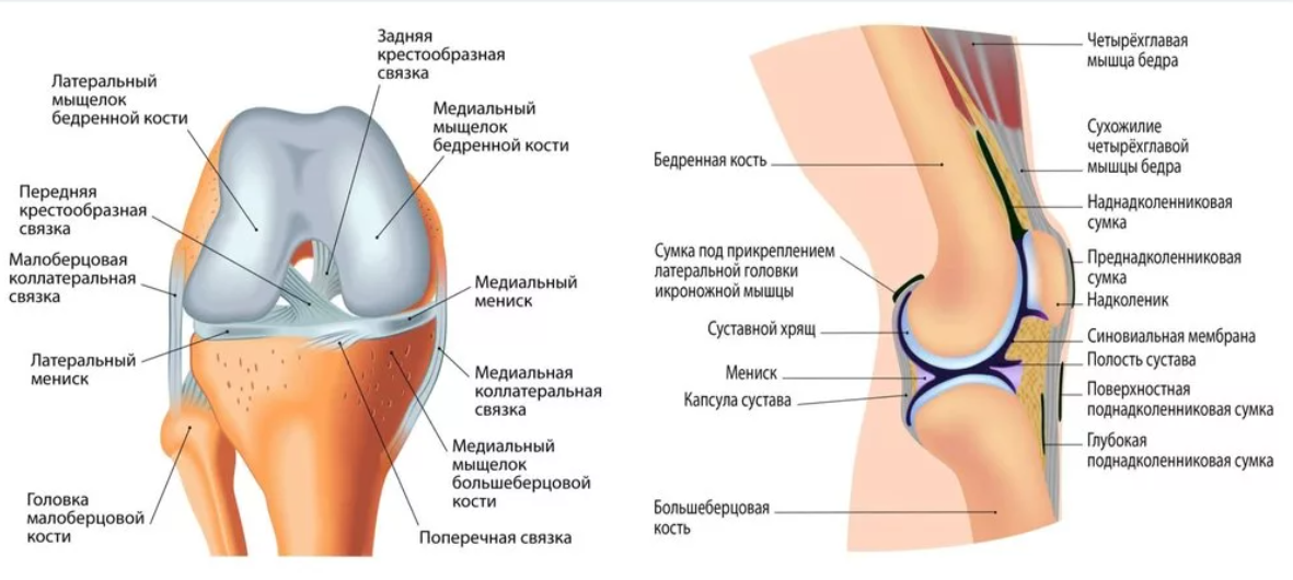 Правого сустава. Строение колена сбоку. Связочный аппарат коленного сустава анатомия. Анатомия структур коленного сустава. Капсульно-связочный аппарат коленного сустава.