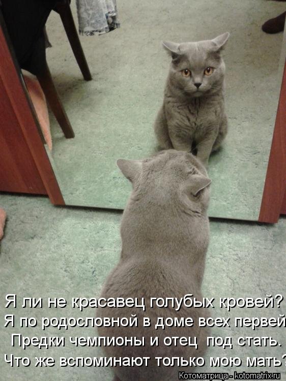 привет что делаешь. что такое хорошо и что такое плохо. кот нормально. открытка дела нормально. инструменты мем.