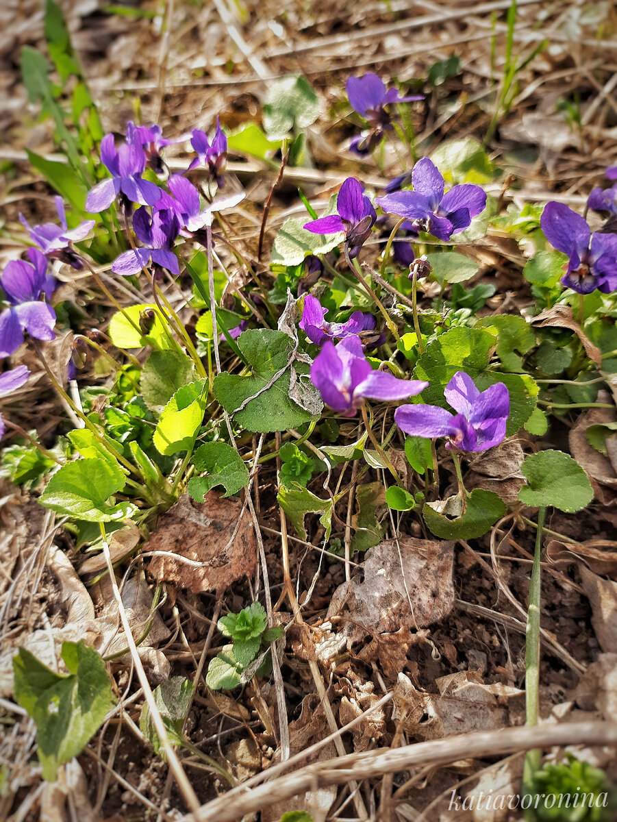Фиалка лесная.